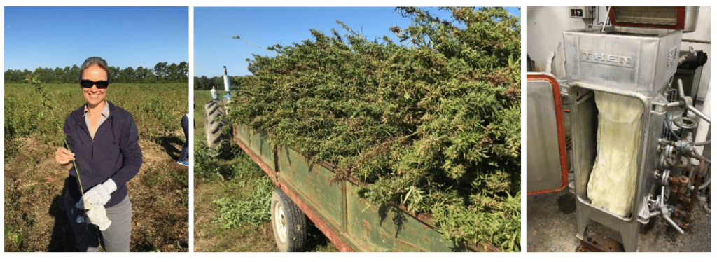 Hemp plants and processing.