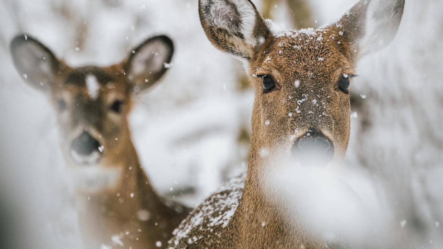 Two deer stand in a snowy forest and look at the camera.