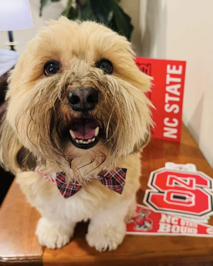 Smiling dog